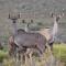 African Game Lodge