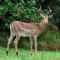 Legend Safaris 257A - in Kruger Park Lodge - 雾观