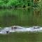 Legend Safaris 257A - in Kruger Park Lodge