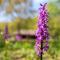 Villaggio Anemone Chalet Fragolina