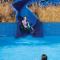 Pickalbatros Sands Port Ghalib - 加利布港