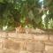 Elpida's Stone Houses