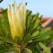 Eden Guesthouse B&B - Dana Bay