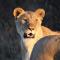 Karongwe Portfolio- Shiduli Private Game Lodge - Hoedspruit