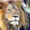 Karongwe Portfolio- Shiduli Private Game Lodge - Hoedspruit