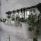 Hedera