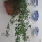 Hedera