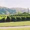 Foto: Pagan Vines Vineyard Accommodation 24/24