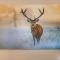Stag & 3 Pigs - Ohakune Holiday Home - 奥阿库尼