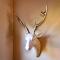 Stag & 3 Pigs - Ohakune Holiday Home - 奥阿库尼