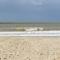 Vwa De Panne