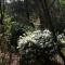 Sabie Star