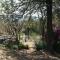 Sabie Star