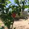 Magical Garden