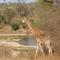 Kruger River Holiday Home - Marloth Park