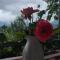 Anush`s B&B