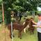 Agriturismo il Podere Vedelago con San Bernardo, Alpaca e una Pentola di cose da scoprire