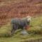 Swaledale Watch Garden Annexe
