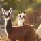 Alpaca Farm - חוות האלפקות