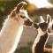 Alpaca Farm - חוות האלפקות