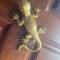 Salamandra
