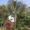 palm-tree - Arkoudi