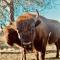 Glamping Iurte Mongole Spiritul Zimbrului - 布泽乌河畔瓦马乡