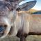 Glamping Iurte Mongole Spiritul Zimbrului - 布泽乌河畔瓦马乡