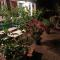 Canario Bungalows