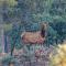 Forest Cabin 4 Cowboys Dream