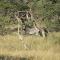 Roidina Safari Lodge
