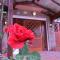 Departamentos Rosas Rojas