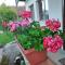 Apartman 1 RIBIČ