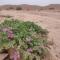 Desert Path