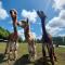 Cosy barn on rural smallholding with alpacas, goats & pigs