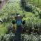 De Ren Tea Gardens