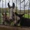 Durham Donkey Rescue Shepherd's Hut - Durham