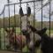 Durham Donkey Rescue Shepherd's Hut - Durham