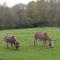 Durham Donkey Rescue Shepherd's Hut - Durham