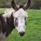 Durham Donkey Rescue Shepherd's Hut - Durham