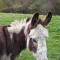 Durham Donkey Rescue Shepherd's Hut - Durham