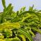 Eslanzarote Eco Dome Experience