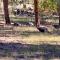 984 Pine Valley Forest Lakes
