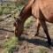 Bienvenido a Campo Alerce - Teno