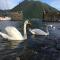 Una finestra sul lago