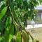 Vanand Guest House