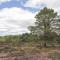 Moss of Bourach