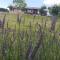 Sami Green House