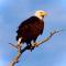 Luxury Living at The Eagles Perch Palmer AK
