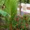 Padmini House